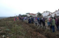 Есенската акција „Ден на дрвото“ успешно реализирана во Пехчево